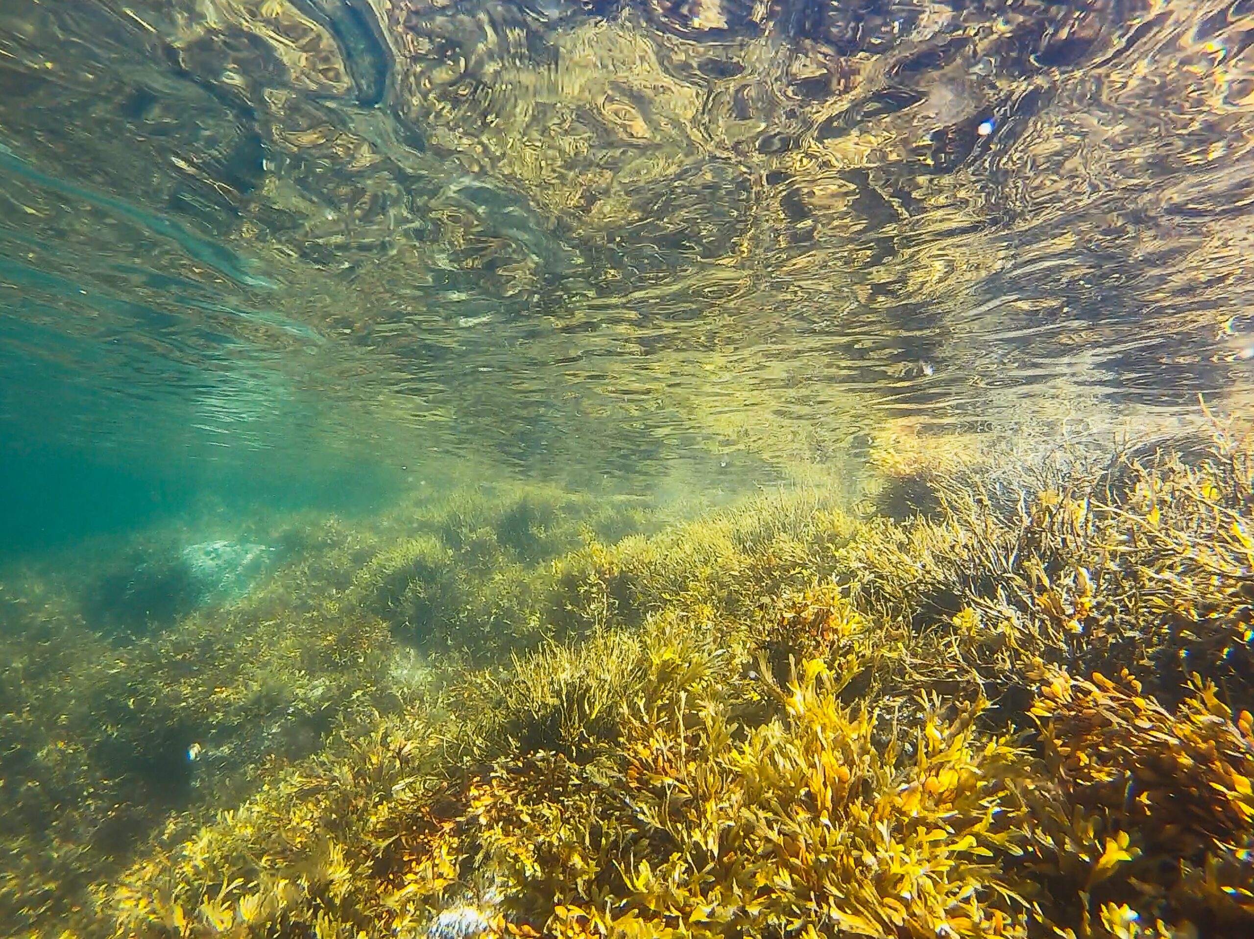 Seegras am Meeresboden knapp unter der Wasseroberfläche