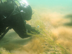 In sechs Metern Tiefe misst eine Taucherin die Lichtstärke.