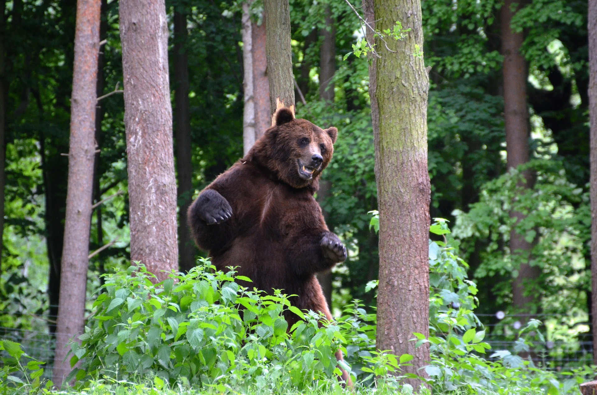 Braunbär zwischen Bäume im Wald aufrecht stehend