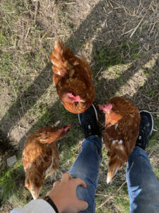 Drei Hühner vor den Beinen eines Jugendlichen