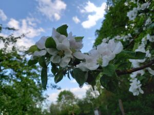 Apfelblüte in der Nahansicht vor blauem Himmel mit weißen Wolken