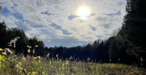Sonne steht hinter Wolken über dem mit Pflanzen zugewachsenen Rahmannsmoor