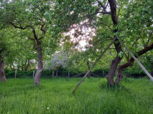 Hohe Apfelbäume auf einer Streuobstwiese mit Sonne im Hintergrund