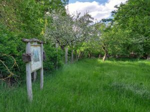 Streuobstwiese mit hohem, grünen Gras sowie Informationstafel im Vordergrund und Apfelbäumen im Hintergrund