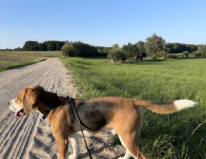 Ein Hund auf dem Feldweg vor der Wiese mit Kopfweiden im Hintergrund