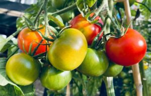 Rote, gelbe und grüne Tomaten an einem Strauch