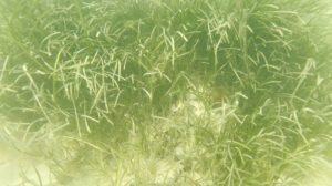 Seegraswiese von oben im Wasser in der Ostsee