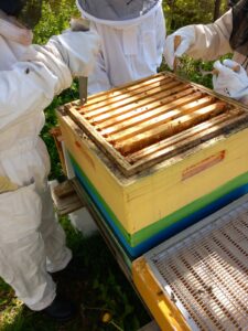 Drei Personen stehen um einen geöffneten Bienenkasten.