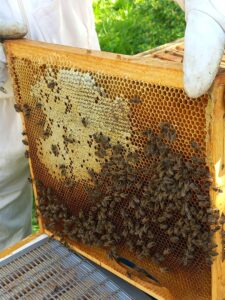 Ein Rahmen aus dem Bienenstock mit Teilen des Bienenvolks darauf.