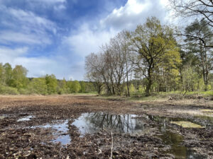 Weiter Blick auf nassen Moorboden mit Bäumen und blauem Himmel im Hintergrund