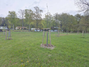 Nahaufnahme eines Baumes auf einer Wiese mit Wald im Hintergrund