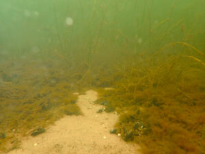 Seegras mit Rotalgen auf dem Grund der Ostsee