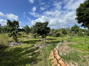Blick in den Garten mit Obstbäumen und leicht bewölktem Himmel