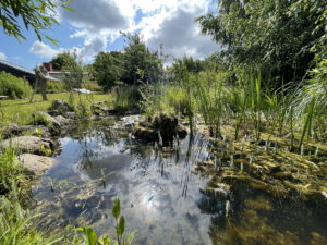 Kleiner Teich mit Pflanzen im und außerhalb des Wassers