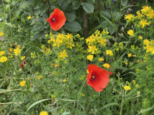 Rote Mohnblüten zwischen anderen Gräsern