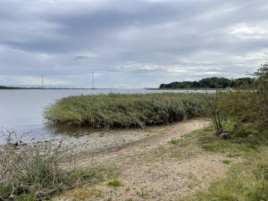 Schilf steht direkt im Wasser des Strelasunds
