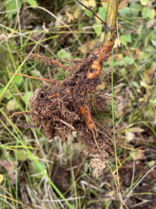 Wurzel einer Moorbirke