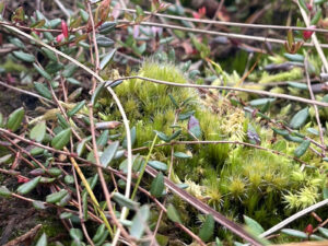 Stränge von Moosbeere auf Torfmoos