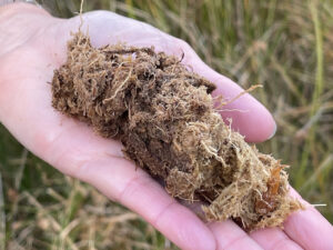 Moorboden aus tieferen Schichten auf einer flachen Hand