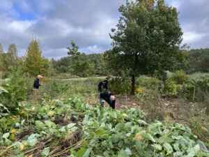 Staudenknöterich und Menschen im Moor