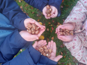 Vier Paare von Kinderhänden, die Zwiebeln von Krokussen halten.