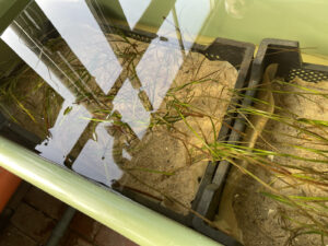 Durchs Wasser sieht man schwarze Kisten mit Seegraspflanzen drin