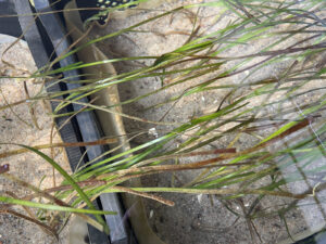 Lange Blätter der Seegraspflanzen unter Wasser