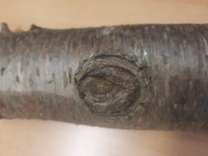 Ein abgeschnittener Ast