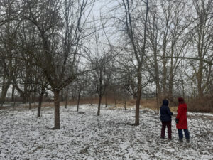 Laubfreie Bäume auf einer Wiese im Winter