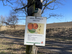 Hinweisschild am Baumstamm zum Apfel Doppelte Melone