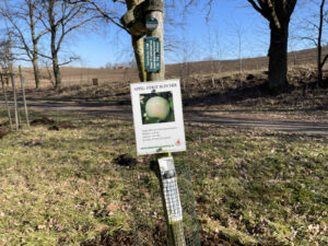 Hinweisschild am Baumstamm zum Apfel Fürst Blücher