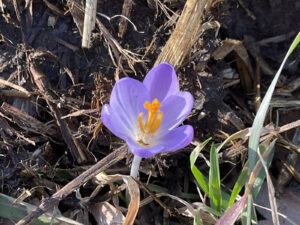 Lila Blüte, die inmitten eines Misthaufens blüht