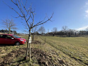 Geschnittene Bäume auf einem Parkplatz am Feld