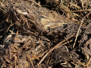 Nahaufnahme von Rinderdung