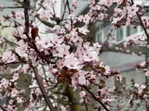 Blüten einer Kirschpflaume