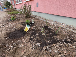 Frisch eingepflanzte Pflanzen