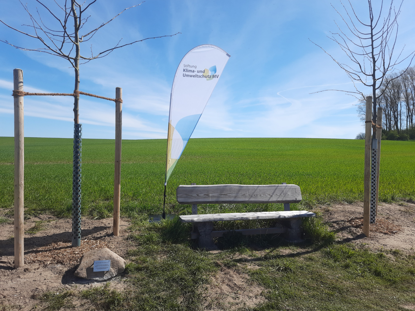 Holzbank mit zwei frisch gepflanzten Bäumen vor grünem Feld