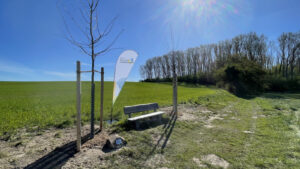 Holzbank mit zwei frisch gepflanzten Bäumen vor grünem Feld