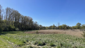 Feld und Waldrand mit blauem Himmel