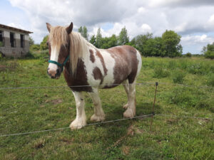 Braun-weiß-geschecktes Pferd auf einer Wiese