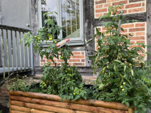 Ein Hochbeet mit Pflanzen vor einem Fachwerkhaus