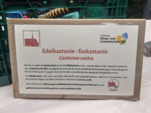 Informationstafel über die Edelkastanie